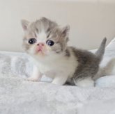 エキゾチックショートヘア