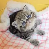 エキゾチックショートヘア