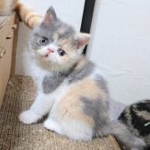 エキゾチックショートヘア