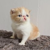 エキゾチックショートヘア