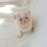 エキゾチックショートヘア