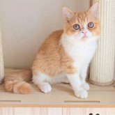 エキゾチックショートヘア