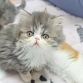 エキゾチックショートヘア【長野県・男の子・2025年9月27日・ブルー&ホワイト】の写真2「可愛い」