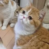 ミヌエット(長足)【長野県・男の子・2024年12月6日・レッドタビー&ホワイト】の写真2「可愛い丸顔になってきました」