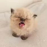 ヒマラヤン【長野県・女の子・2025年10月29日・シールポイント】の写真2「にゃー」