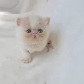 エキゾチックショートヘア【長野県・女の子・2025年8月25日・クリーム&ホワイト】の写真3「おまんじゅうみたい🩷」