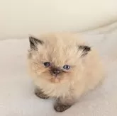 ヒマラヤン【長野県・女の子・2025年10月29日・シールポイント】の写真3「可愛くなるよ」