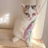 ミヌエット(長足)【長野県・女の子・2025年5月25日・キャリコバン】の写真4