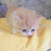 エキゾチックショートヘア【長野県・女の子・2025年5月12日・レッド&ホワイト】の写真4