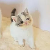 エキゾチックショートヘア【長野県・男の子・2025年8月25日・ブルー&ホワイト】の写真4