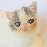 エキゾチックショートヘア【長野県・男の子・2025年8月25日・ブルー&ホワイト】の写真5「よろしくね」