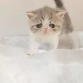 エキゾチックショートヘア【長野県・男の子・2025年9月27日・ブルー&ホワイト】の写真5「よろしくね」