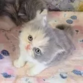 ミヌエット(長足)【長野県・女の子・2025年5月13日・ダイリュートキャリコ】の写真5「よろしくね」