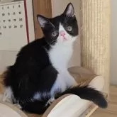 エキゾチックショートヘア【長野県・男の子・2025年7月4日・ブラック&ホワイト】の写真7