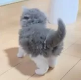 エキゾチックショートヘア【長野県・男の子・2025年5月31日・ブルー&ホワイト】の写真8