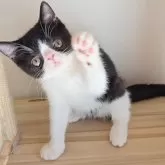 エキゾチックショートヘア【長野県・男の子・2025年7月4日・ブラック&ホワイト】の写真9「よろしく」