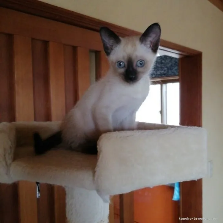 ID：2305-03146の子猫
