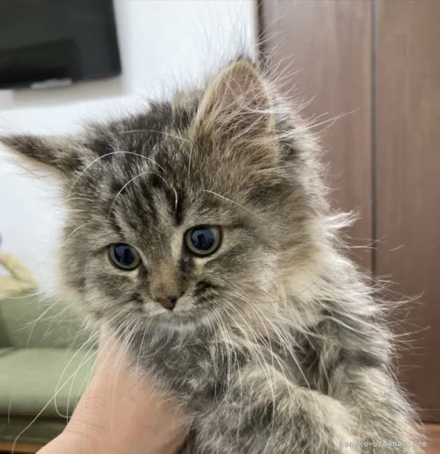 ID：2110-01080の子猫