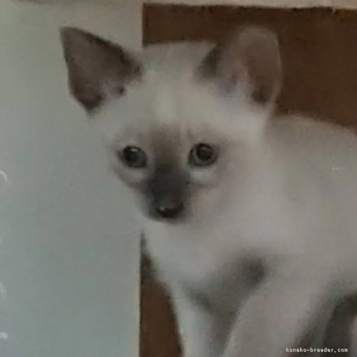 ID：2309-03009の子猫
