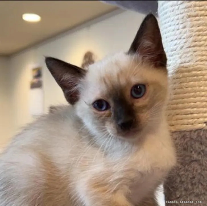 ID:2207-02415の子猫