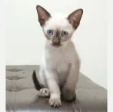 シャム(サイアミーズ)【群馬県・男の子・2023年7月4日・】の写真1