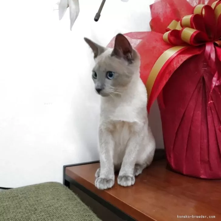 バステト 様のお迎えした子猫