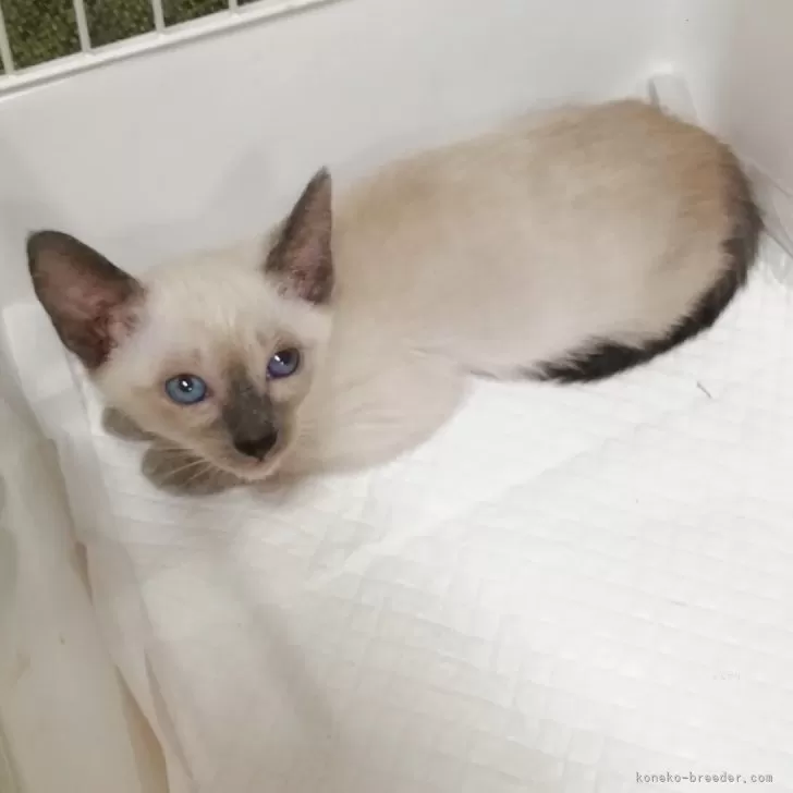 シャム(サイアミーズ)【群馬県・男の子・2025年9月2日・シールポイント】の写真1