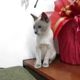 トンキニーズ