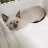 シャム(サイアミーズ)