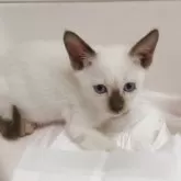 シャム(サイアミーズ)【群馬県・女の子・2025年9月2日・シールポイント】の写真2