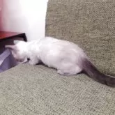 シャム(サイアミーズ)【群馬県・男の子・2025年9月2日・シールポイント】の写真3