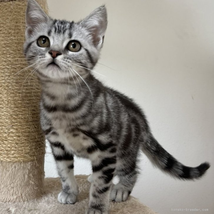 cat_img_1_1b4400f59d23.jpg