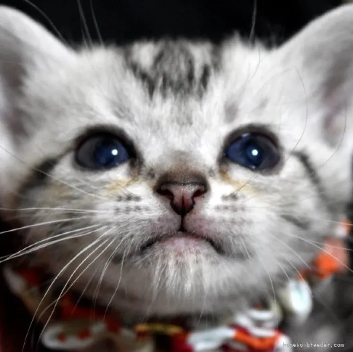 ID:2305-01639の子猫