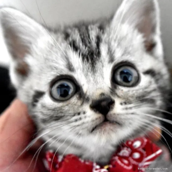 ID:2305-00625の子猫
