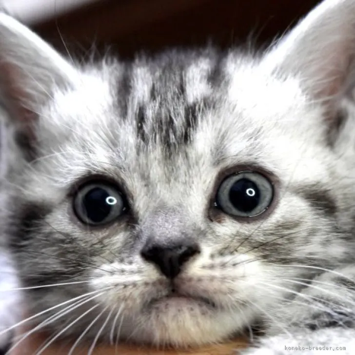 ID：2305-01634の子猫