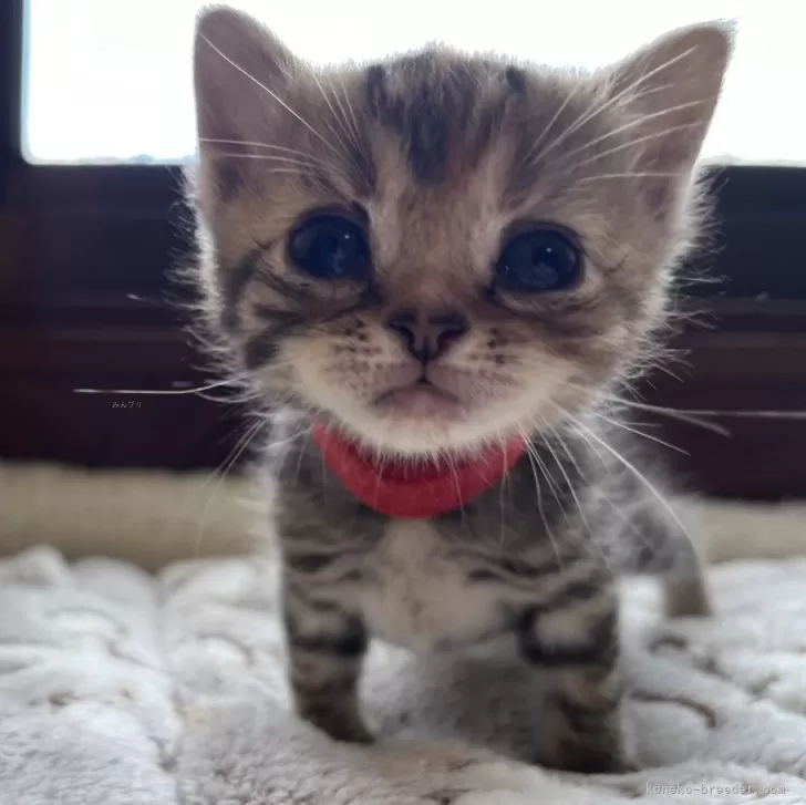 りこ 様のお迎えした子猫