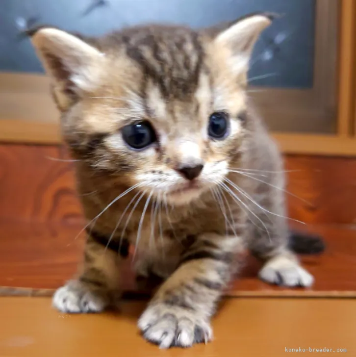 ID：2311-00008の子猫
