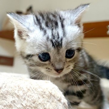 アメリカンショートヘア【岩手県・女の子・2024年8月31日・シルバータビー】の写真「まんまるお目々がかわいいです♪」