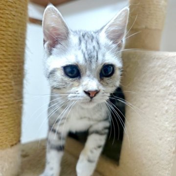 アメリカンショートヘア【岩手県・男の子・2024年7月7日・シルバータビー】の写真「すくすく成長中♪」