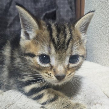 アメリカンショートヘア【岩手県・男の子・2024年8月31日・ブラウンタビー】の写真「クリクリのお目々がチャーミング♪」