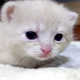 アメリカンショートヘア【岩手県・男の子・2024年1月1日・クリームタビー】の写真1「1/20撮影」