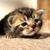 アメリカンショートヘア【岩手県・男の子・2024年11月16日・ブラウンタビー】の写真1「体重300g一生懸命おっぱいを吸って成長中です！」