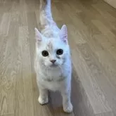 アメリカンショートヘア【岩手県・男の子・2025年4月29日・クリームタビー】の写真3