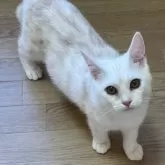 アメリカンショートヘア【岩手県・男の子・2025年4月29日・クリームタビー】の写真3