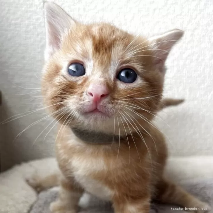 ID：2504-02001の子猫