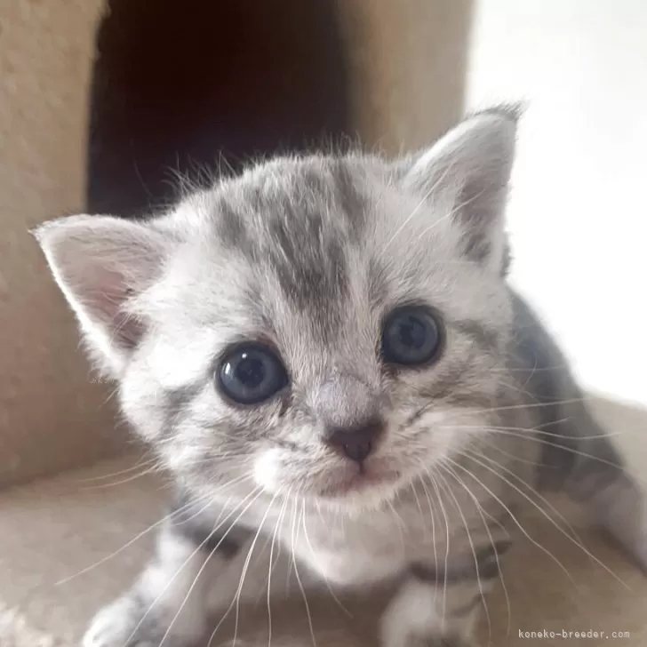 ID：2506-00703の子猫