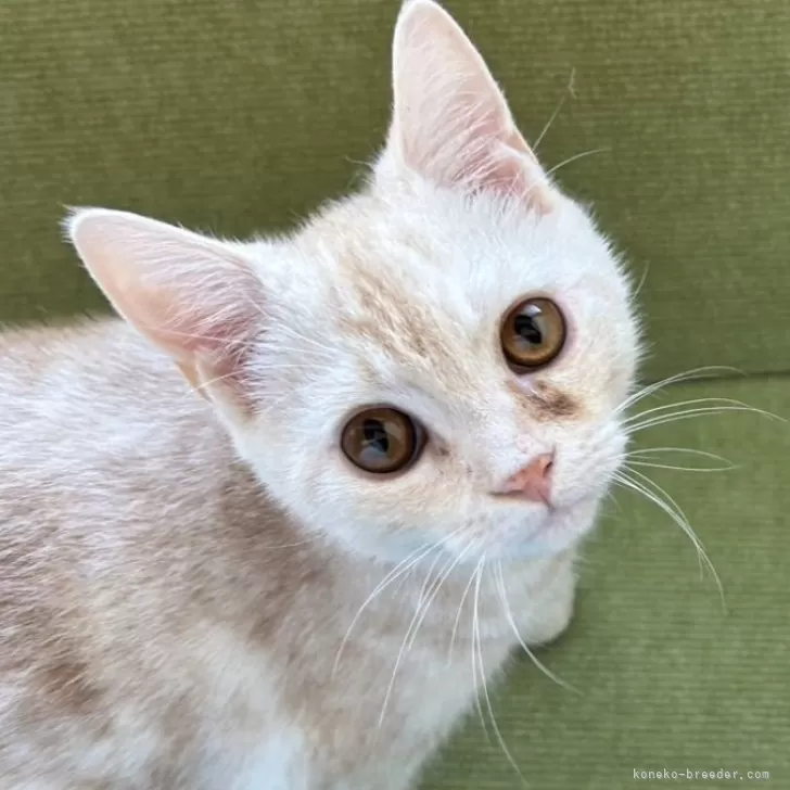 アメリカンショートヘア【岩手県・男の子・2025年4月29日・クリームタビー】の写真1「体重3.4kg。元気いっぱいでとっても可愛いです♪」