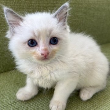 ラグドール【岩手県・男の子・2025年8月16日・ブルーポイントバイカラー】の写真「お毛々がふわっふわ♪」