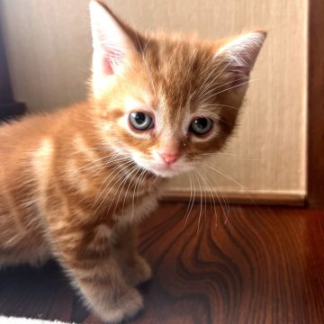 アメリカンショートヘア【岩手県・男の子・2025年3月2日・レッドタビー】の写真「顔がとっても可愛いです♪」