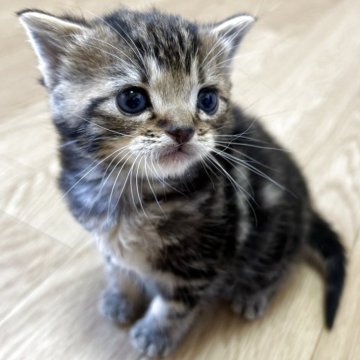 アメリカンショートヘア【岩手県・男の子・2025年11月2日・ブラウンタビー】の写真「顔がとっても可愛いです♪」